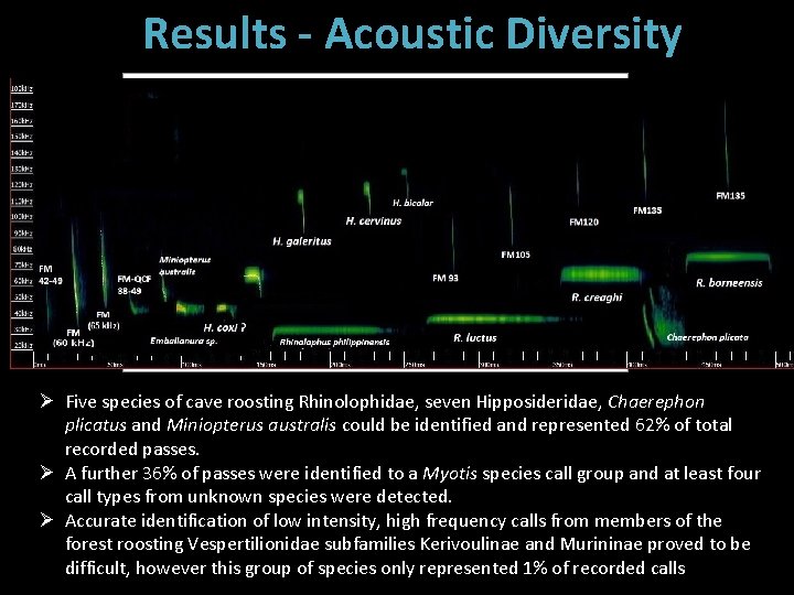 Results - Acoustic Diversity Ø Five species of cave roosting Rhinolophidae, seven Hipposideridae, Chaerephon
