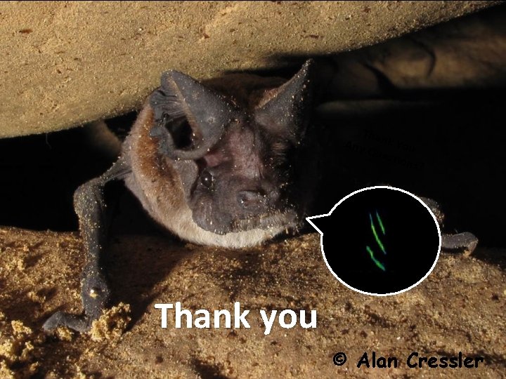 Than k. Y Any Que ou stion s? Thank you © Alan Cressler 