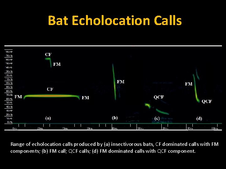 Bat Echolocation Calls Range of echolocation calls produced by (a) insectivorous bats, CF dominated