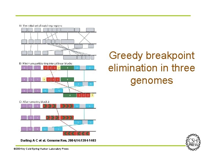 Greedy breakpoint elimination in three genomes Darling A C et al. Genome Res. 2004;