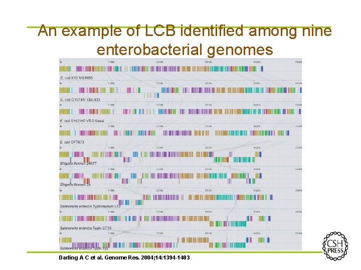 An example of LCB identified among nine enterobacterial genomes Darling A C et al.