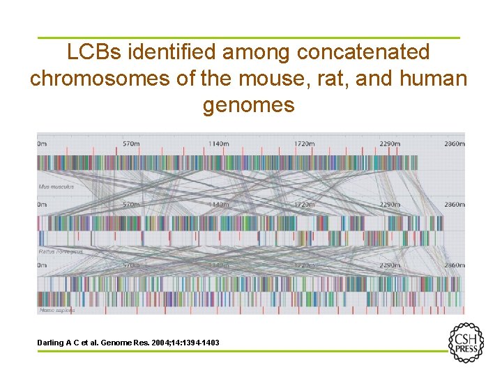 LCBs identified among concatenated chromosomes of the mouse, rat, and human genomes Darling A