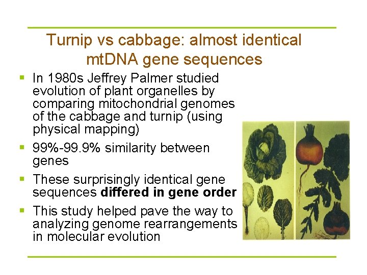 Turnip vs cabbage: almost identical mt. DNA gene sequences § In 1980 s Jeffrey