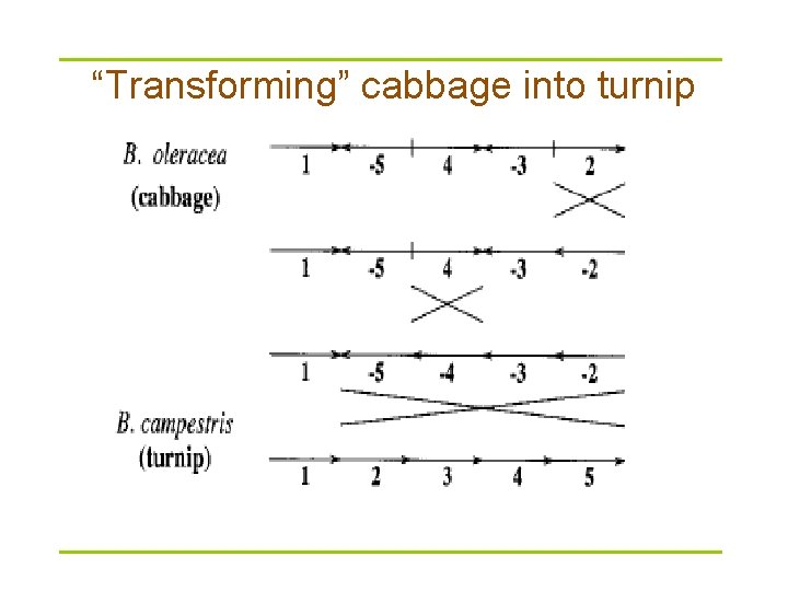 “Transforming” cabbage into turnip 