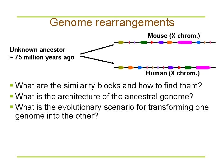 Genome rearrangements Mouse (X chrom. ) Unknown ancestor ~ 75 million years ago Human