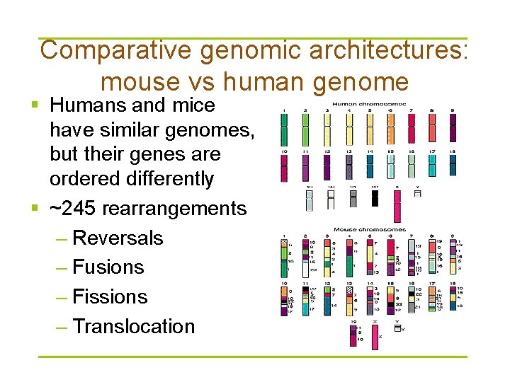 Comparative genomic architectures: mouse vs human genome § Humans and mice have similar genomes,