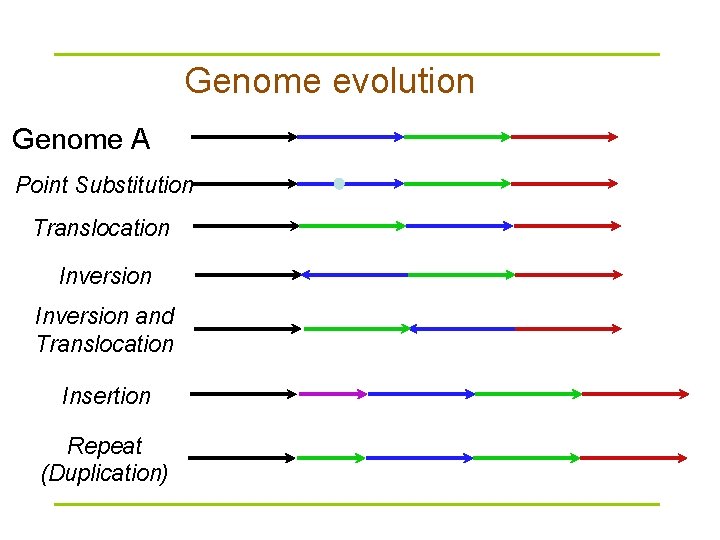 Genome evolution Genome A Point Substitution Translocation Inversion and Translocation Insertion Repeat (Duplication) 