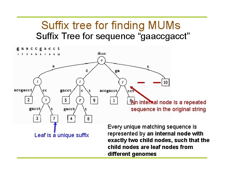 Suffix tree for finding MUMs Suffix Tree for sequence “gaaccgacct” An internal node is