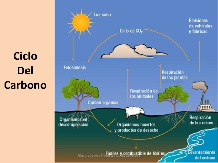 Ciclo Del Carbono Elaborado por: Profesora Odalis Moncada 