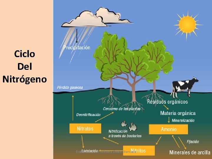 Ciclo Del Nitrógeno Elaborado por: Profesora Odalis Moncada 