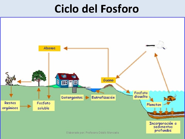 Ciclo del Fosforo Elaborado por: Profesora Odalis Moncada 