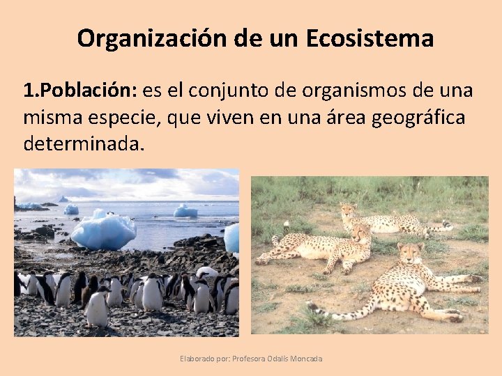 Organización de un Ecosistema 1. Población: es el conjunto de organismos de una misma