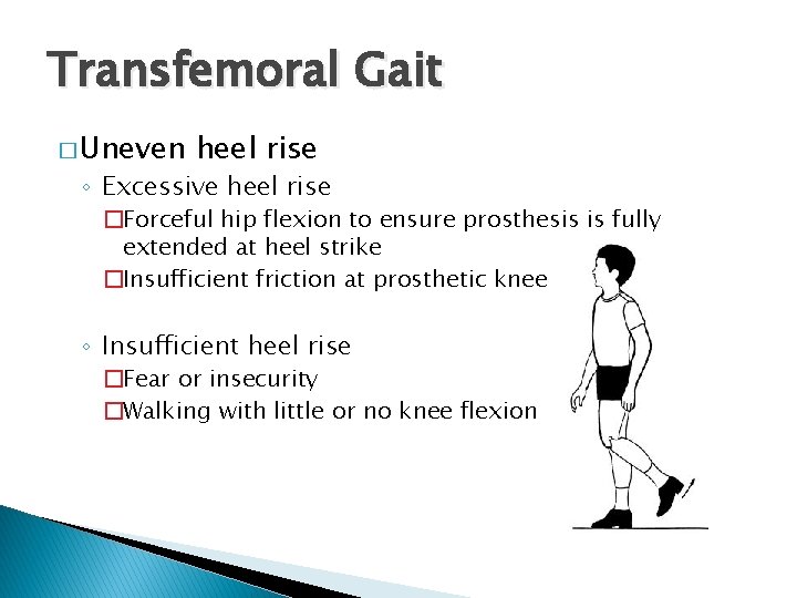 Transfemoral Gait � Uneven heel rise ◦ Excessive heel rise �Forceful hip flexion to