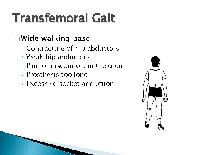 Transfemoral Gait � Wide ◦ ◦ ◦ walking base Contracture of hip abductors Weak