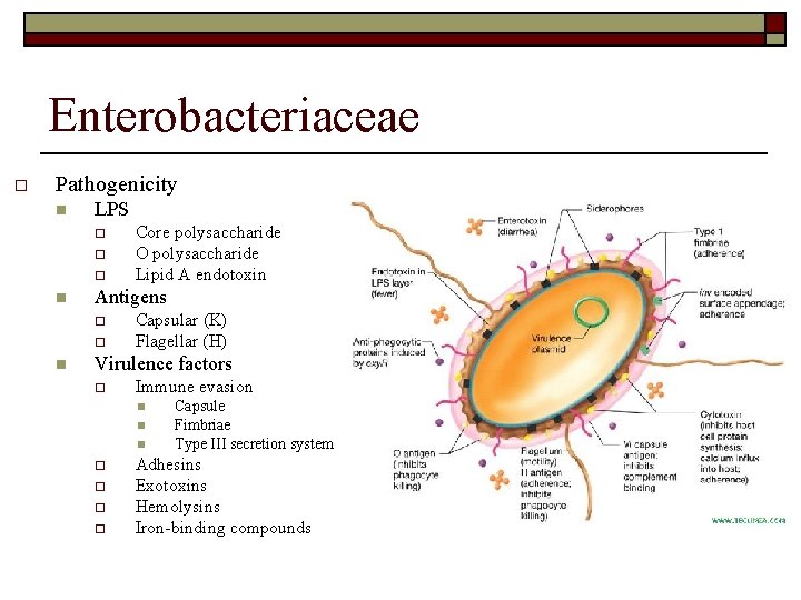 Enterobacteriaceae o Pathogenicity n LPS o o o n Antigens o o n Core