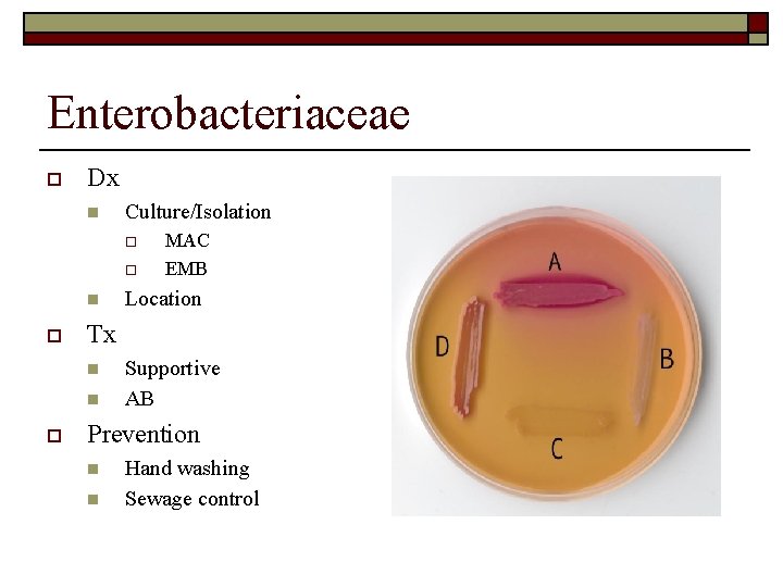Enterobacteriaceae o Dx n Culture/Isolation o o n o Location Tx n n o
