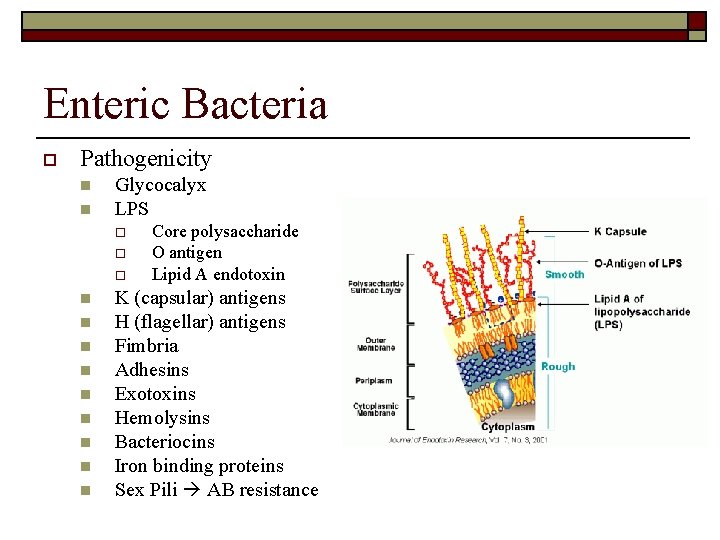 Enteric Bacteria o Pathogenicity n n Glycocalyx LPS o o o n n n