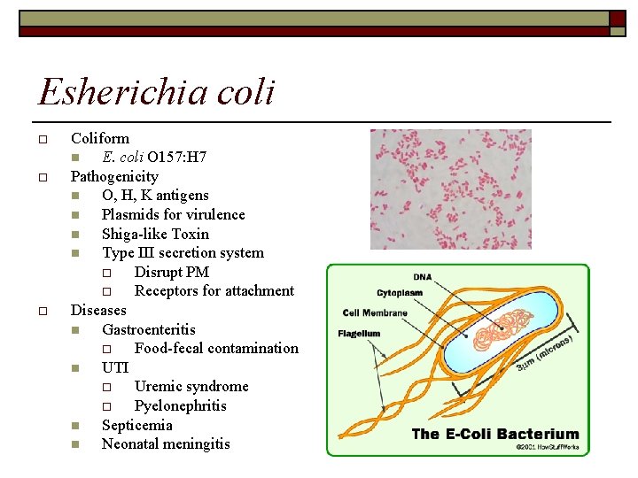 Esherichia coli o o o Coliform n E. coli O 157: H 7 Pathogenicity
