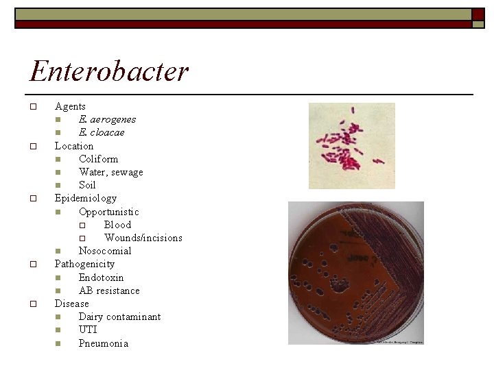 Enterobacter o o o Agents n E. aerogenes n E. cloacae Location n Coliform