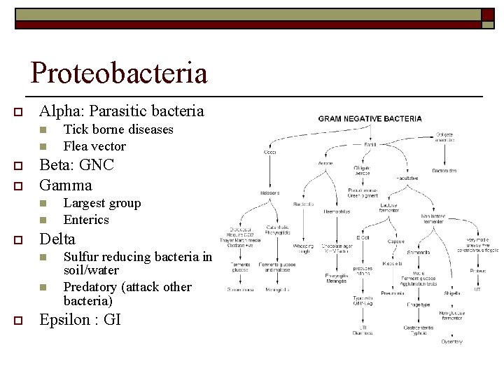 Proteobacteria o Alpha: Parasitic bacteria n n o o Beta: GNC Gamma n n