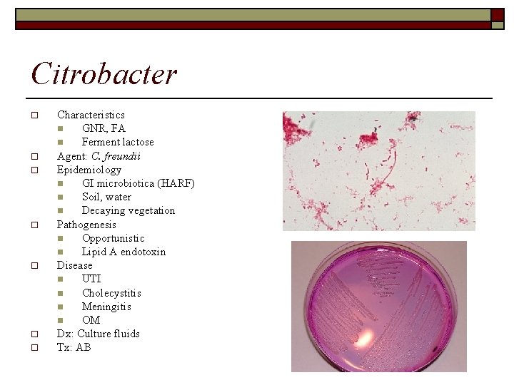 Citrobacter o o o o Characteristics n GNR, FA n Ferment lactose Agent: C.