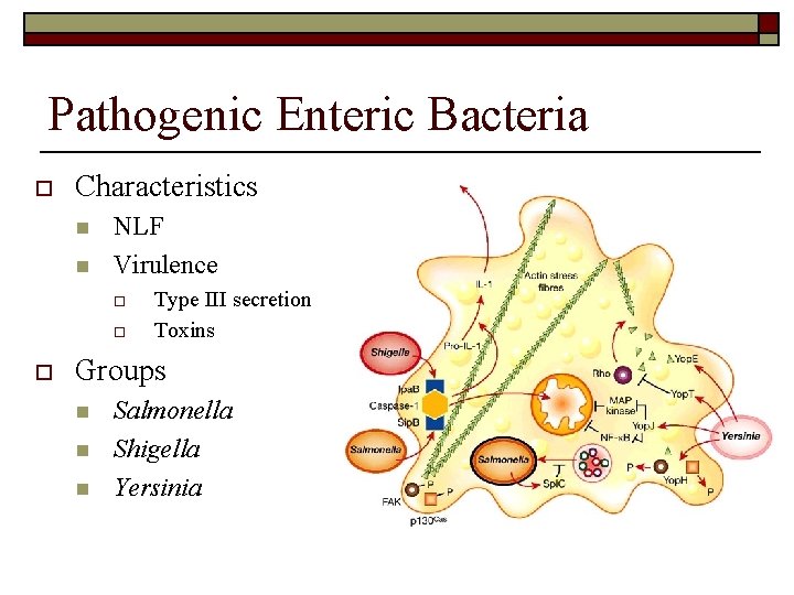 Pathogenic Enteric Bacteria o Characteristics n n NLF Virulence o o o Type III