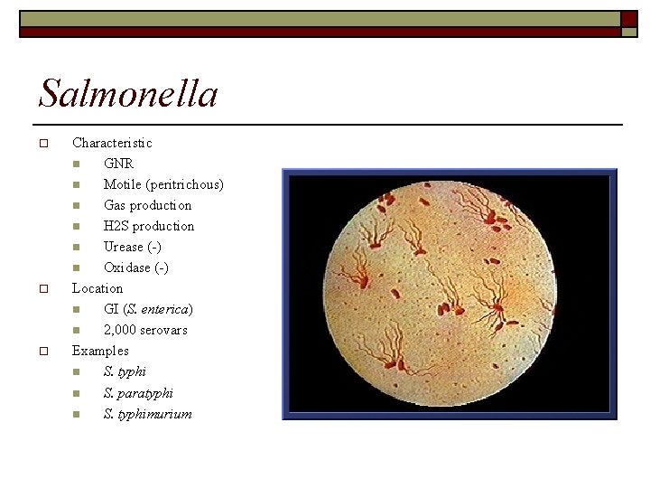 Salmonella o o o Characteristic n GNR n Motile (peritrichous) n Gas production n