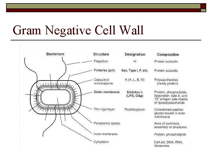 Gram Negative Cell Wall 