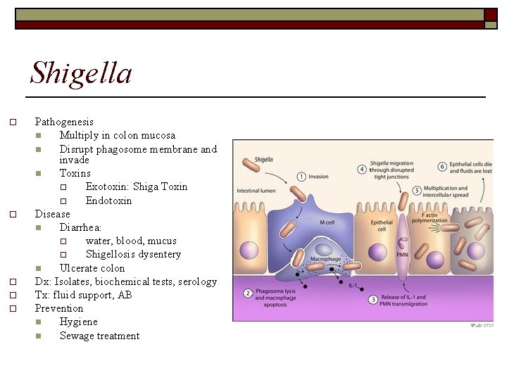 Shigella o o o Pathogenesis n Multiply in colon mucosa n Disrupt phagosome membrane