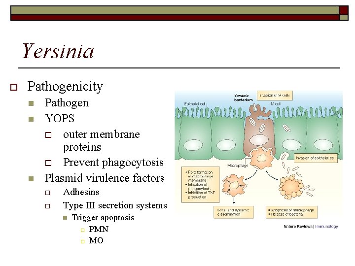 Yersinia o Pathogenicity n n n Pathogen YOPS o outer membrane proteins o Prevent
