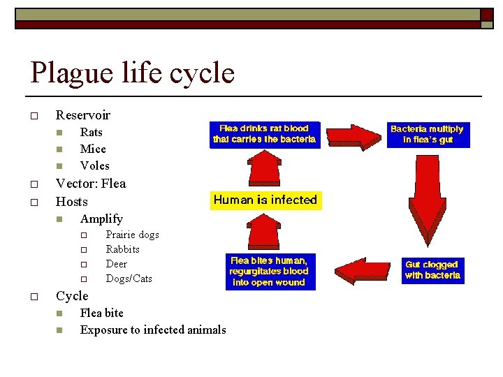 Plague life cycle o Reservoir n n n o o Rats Mice Voles Vector: