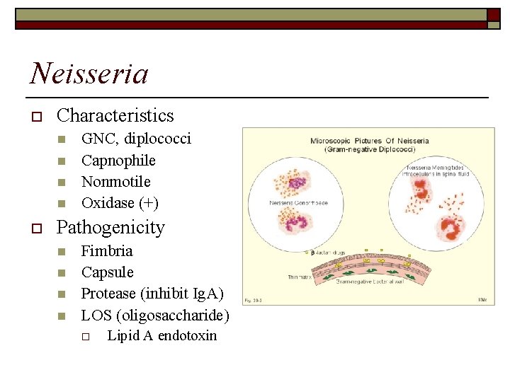 Neisseria o Characteristics n n o GNC, diplococci Capnophile Nonmotile Oxidase (+) Pathogenicity n