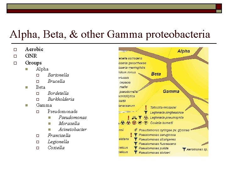 Alpha, Beta, & other Gamma proteobacteria o o o Aerobic GNR Groups n n