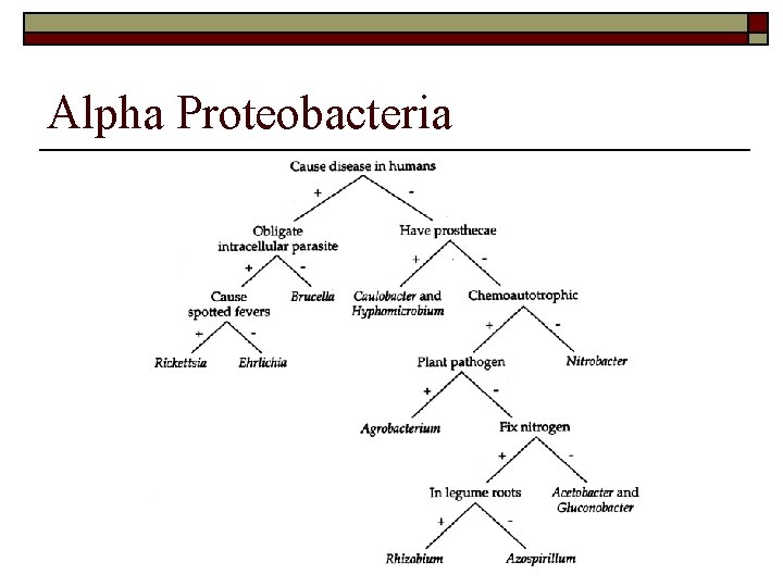 Alpha Proteobacteria 