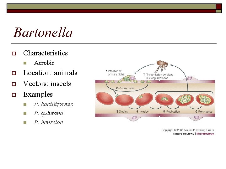 Bartonella o Characteristics n o o o Aerobic Location: animals Vectors: insects Examples n