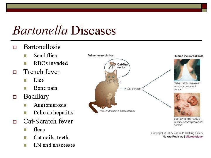 Bartonella Diseases o Bartonellosis n n o Trench fever n n o Lice Bone