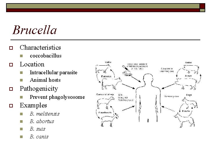 Brucella o Characteristics n o Location n n o Intracellular parasite Animal hosts Pathogenicity