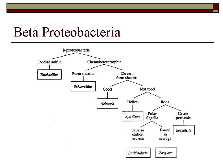 Beta Proteobacteria 