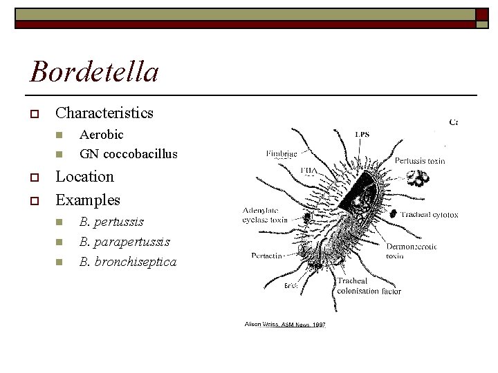 Bordetella o Characteristics n n o o Aerobic GN coccobacillus Location Examples n n