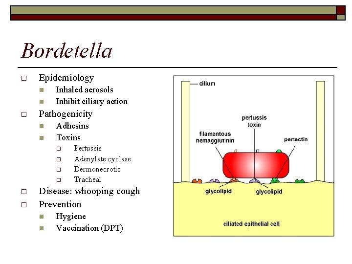 Bordetella o Epidemiology n n o Inhaled aerosols Inhibit ciliary action Pathogenicity n n