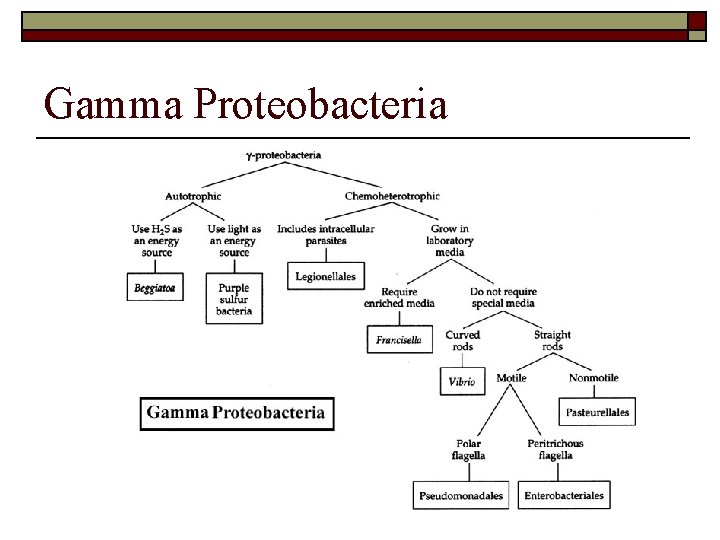 Gamma Proteobacteria 