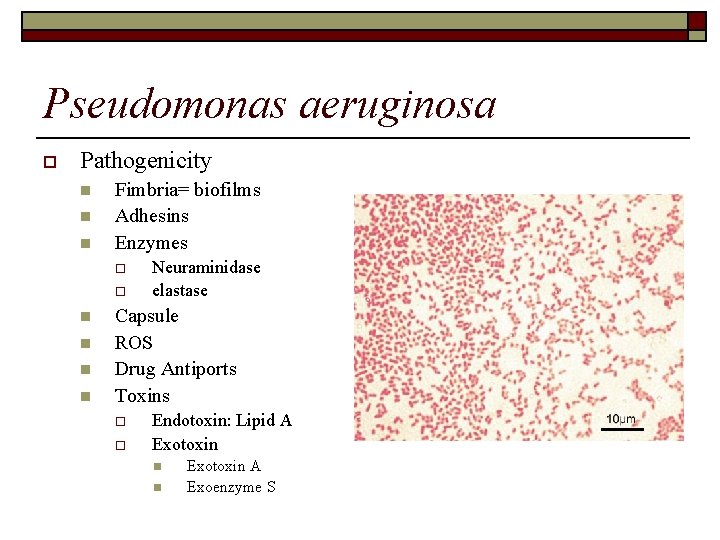 Pseudomonas aeruginosa o Pathogenicity n n n Fimbria= biofilms Adhesins Enzymes o o n
