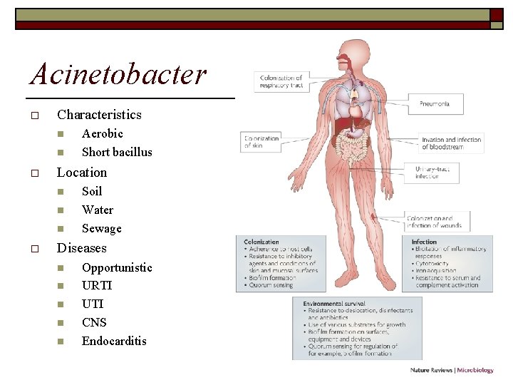 Acinetobacter o Characteristics n n o Location n o Aerobic Short bacillus Soil Water