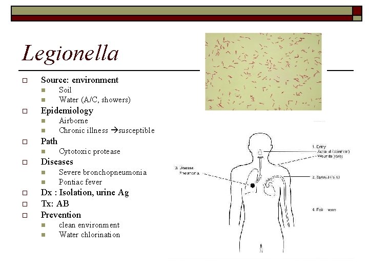 Legionella o Source: environment n n o Epidemiology n n o o Cytotoxic protease