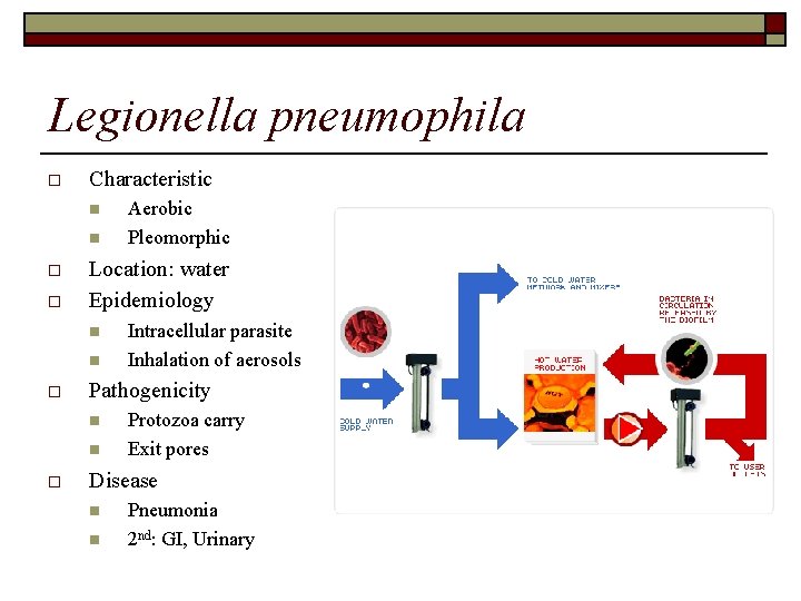 Legionella pneumophila o Characteristic n n o o Location: water Epidemiology n n o