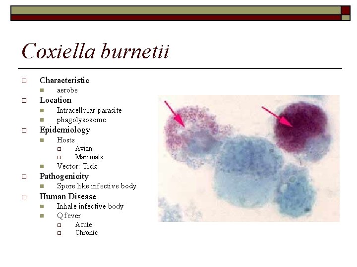 Coxiella burnetii o Characteristic n o Location n n o aerobe Intracellular parasite phagolysosome