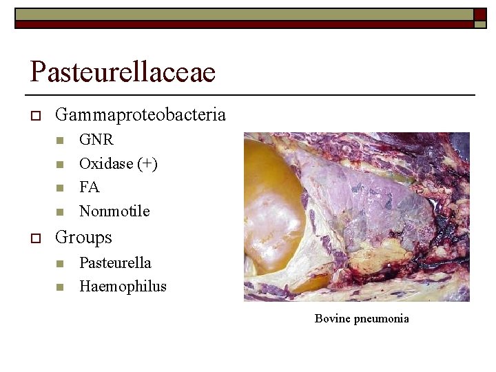 Pasteurellaceae o Gammaproteobacteria n n o GNR Oxidase (+) FA Nonmotile Groups n n