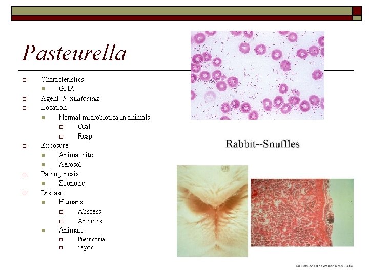 Pasteurella o o o Characteristics n GNR Agent: P. multocida Location n Normal microbiotica