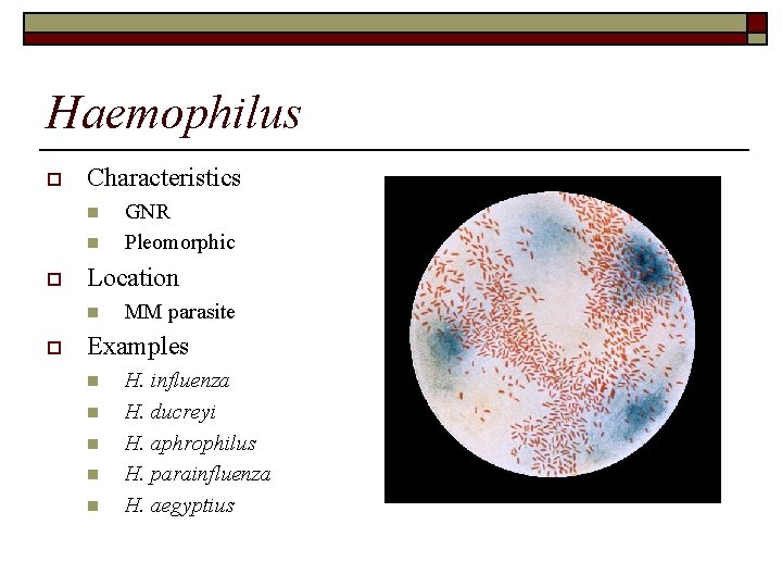 Haemophilus o Characteristics n n o Location n o GNR Pleomorphic MM parasite Examples