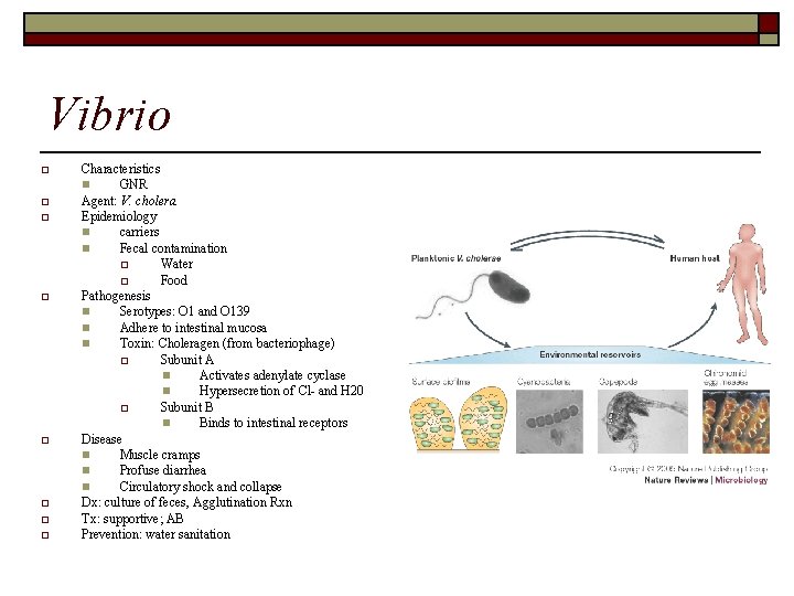 Vibrio o o o o Characteristics n GNR Agent: V. cholera Epidemiology n carriers
